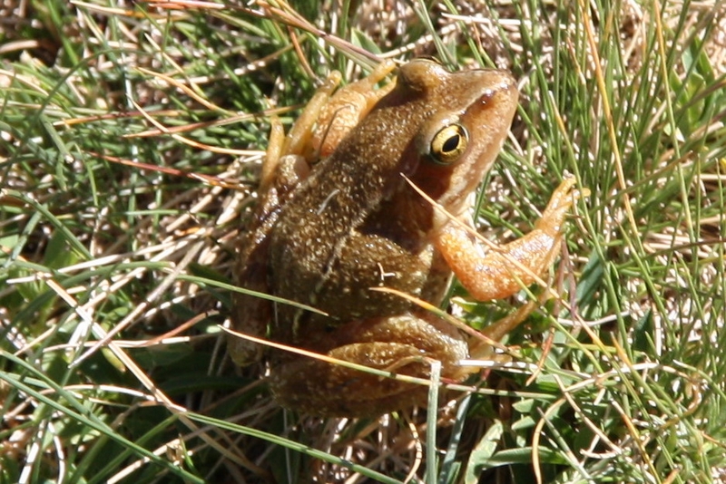 Grenouille